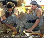 Master Falconer at one of the Renaissance Festival performances.