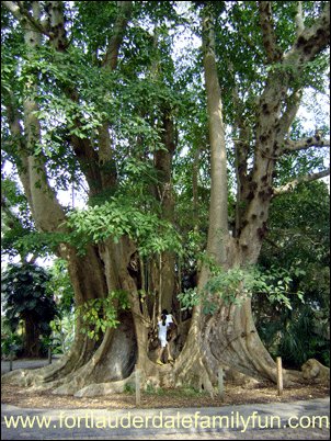 Flamingo Gardens Banyan Tree