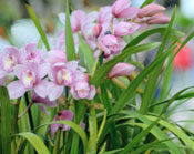 Beautiful pink blooms at an orchid show.